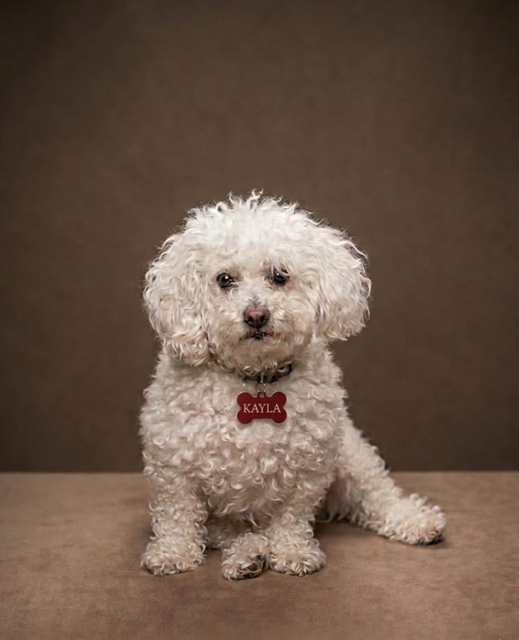 Kayla la poodle en un entorno creativo